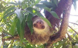 Teen Sloth at the Costa Rica Animal Rescue Center, Adiseeesworld Blog