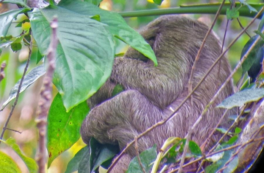 Costa Rica Sloth photo by Adi Ben Ezer