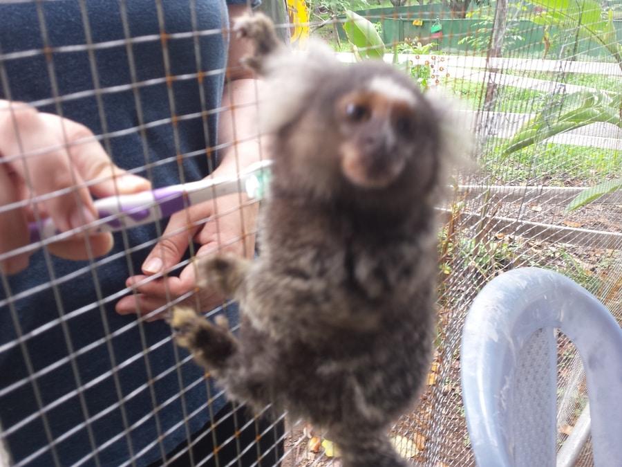 Marmoset, Costa Rica