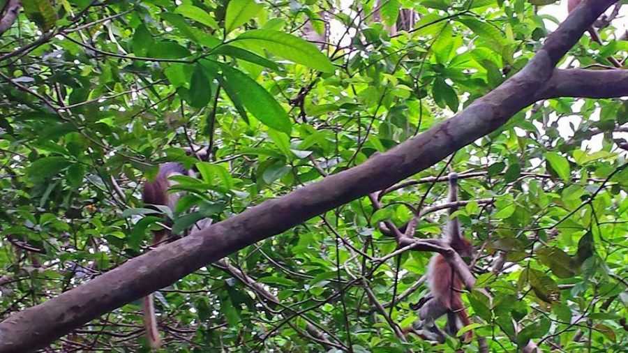 Jozani Forest, Colobus Monkeys, Zanzibar, Tanzania