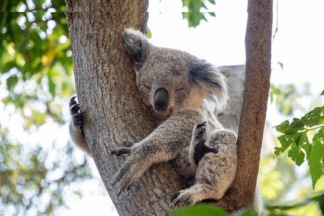 Sleepy Koala taking a nap on a tree branch